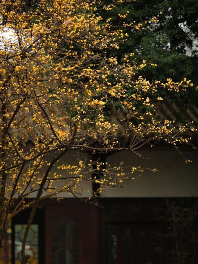 成都｜浣花溪公園的蠟梅開了