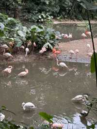 長隆野生動物園超走心攻略