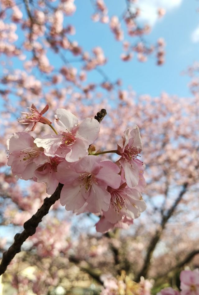 櫻花知識