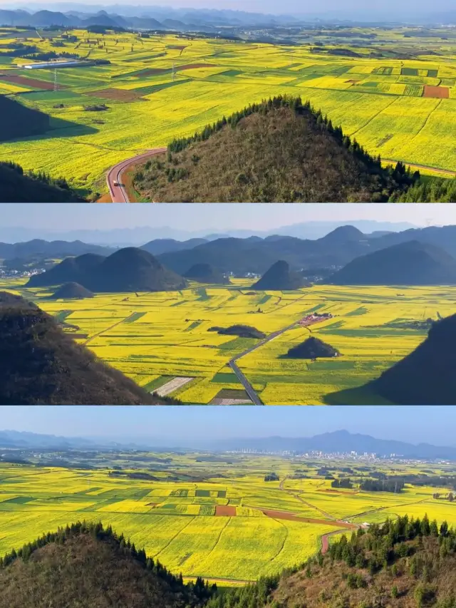 2024 Luoping Rapeseed Flower shows you the spring