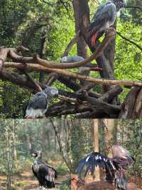 雲南野生動物園真的太離譜了含避坑指南