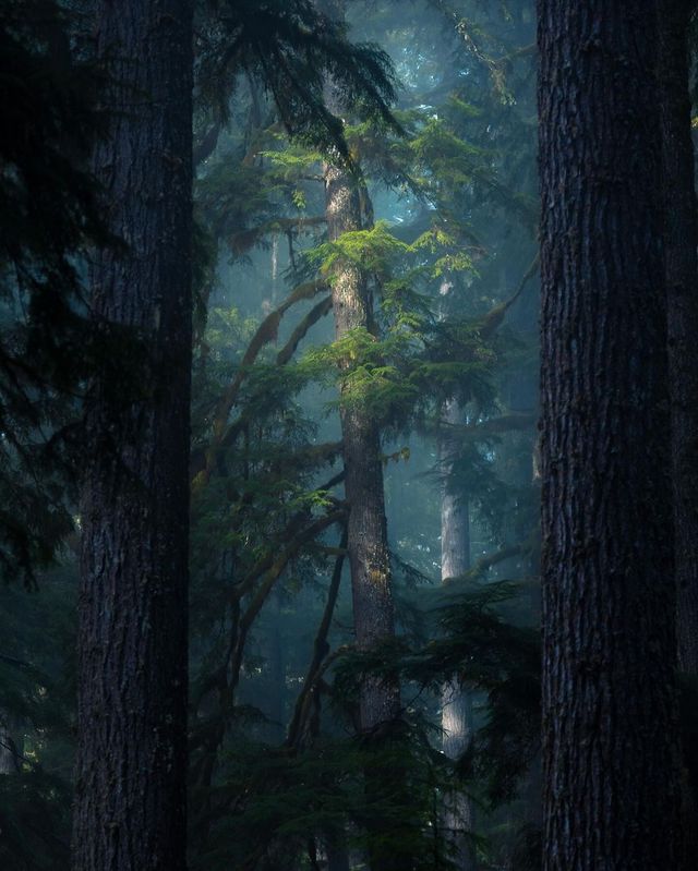 Unveiling the Enchanting Secrets of Olympic National Park's Dark Forest! ✨🌲