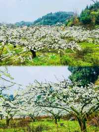 粵北觀冰花