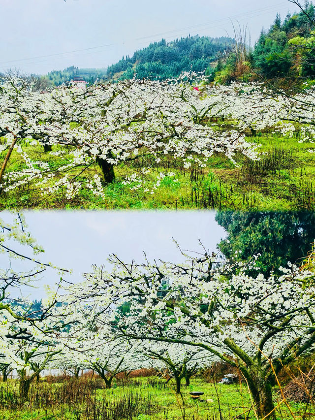 粵北觀冰花