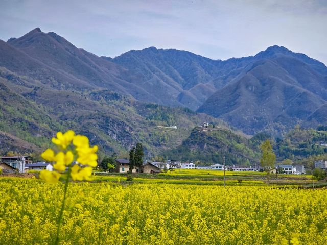 徜徉月河川道，賞清代鳳堰古梯田油菜花海