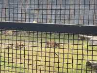 在武漢·武漢動物園新手入園攻