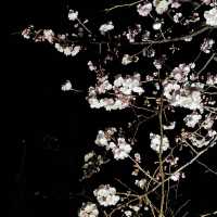 Shanghai Cherry Blossom Season