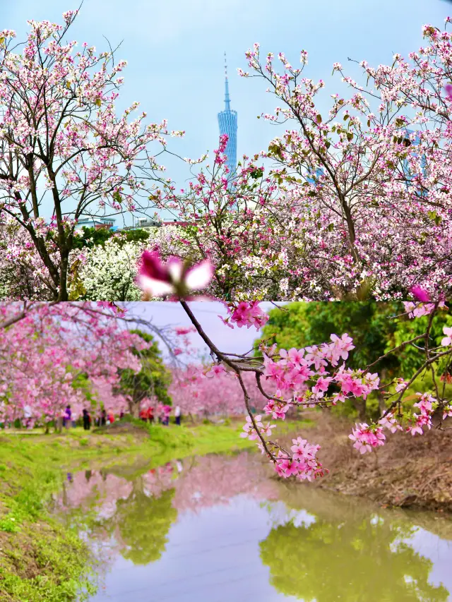 It's not that cherry blossoms are underrated, but Guangzhou offers better value for money