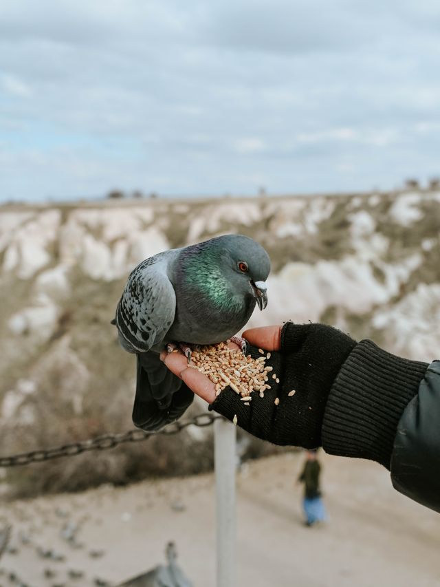 土耳其春日旅行｜在鴿子谷找到了喂鴿快樂！