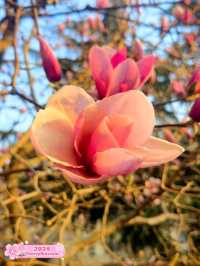 Unexpected Beauty: Magnolia Surprise 🌸
