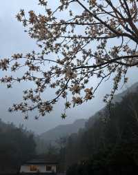 春歸萬物蘇，邂逅穀雨間