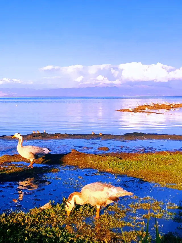 รับฉกรรจ์ที่ดีที่สุดของพระอาทิตย์ขึ้นและพระอาทิตย์ลงที่ Qinghai Lake: สวนสวยสองลานดาบ