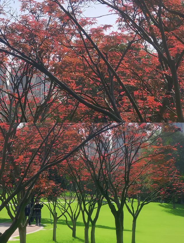 太陽出來，公園裡踩滿了人