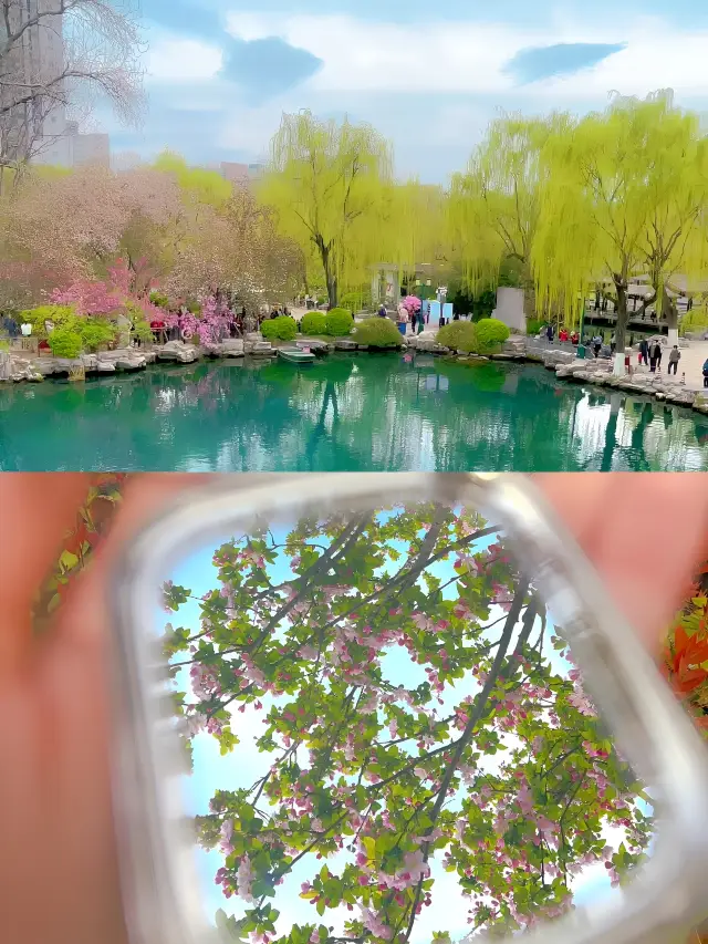 Jinan's flowers are in full bloom | Quick guide to enjoying the flowers at Wulongtan
