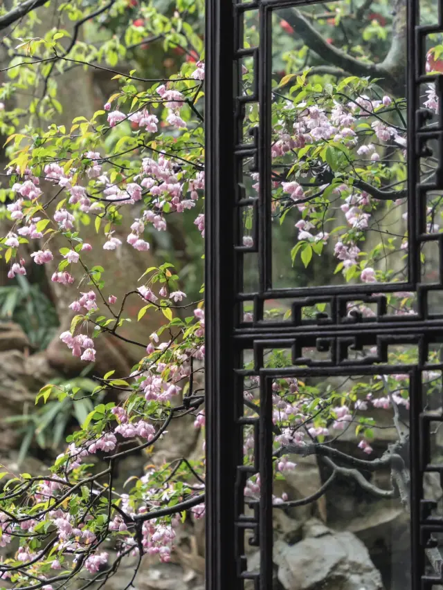 A day of wandering in the Lingering Garden, stumbling upon the secret corner of spring's begonia colors