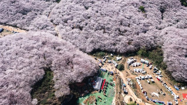 探訪地球上最大最美的櫻花園