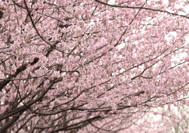 想和櫻花完美邂逅嗎？來杭州“童話”景點