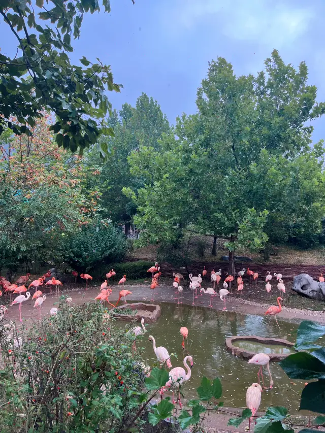 探索大連森林動物園，開啟動物王國之旅！