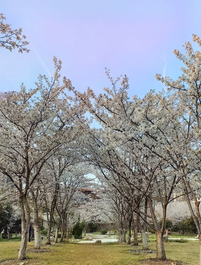 武漢賞花紀：堤角公園