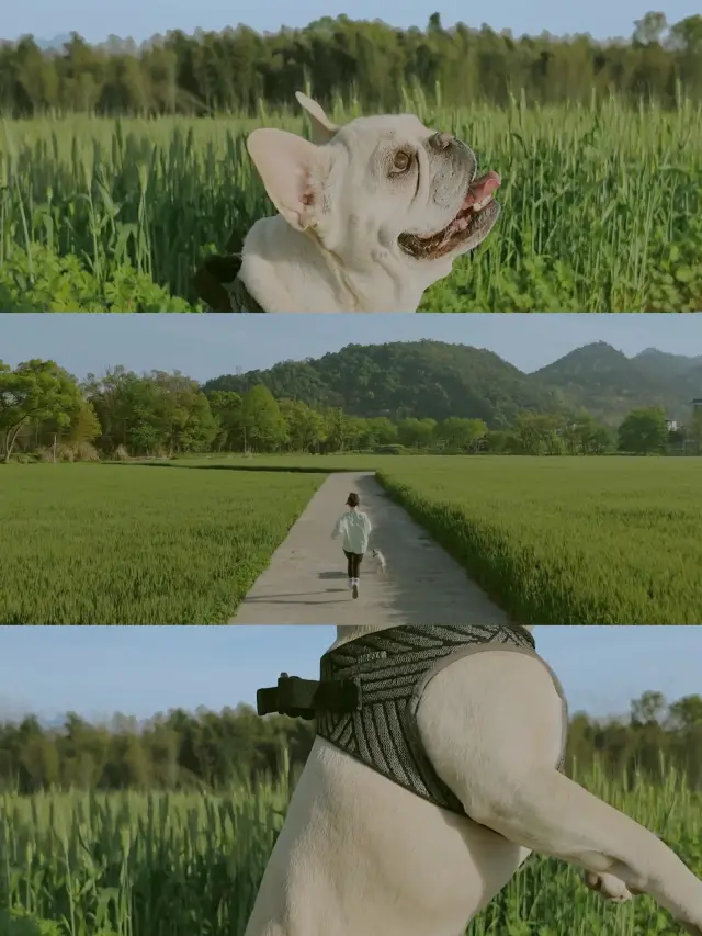 Challenge to take the puppy out to play every weekend (2/100) Yongjia Wheat Field