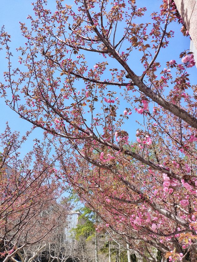 時隔多年，再一次走進春天裡的山東工商學院