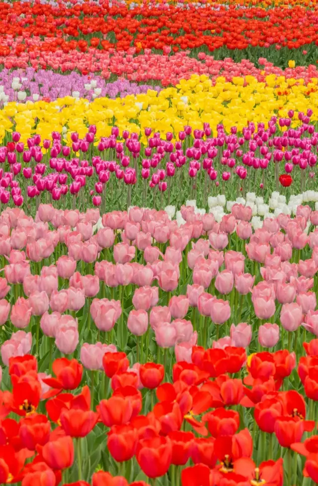 At the Beijing Botanical Garden, the tulip sea is so beautiful it leaves you speechless