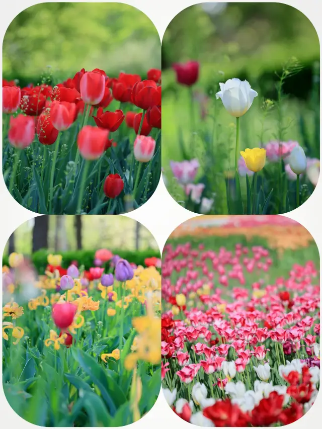 都市の花言葉：国立植物園の春の祭典！！