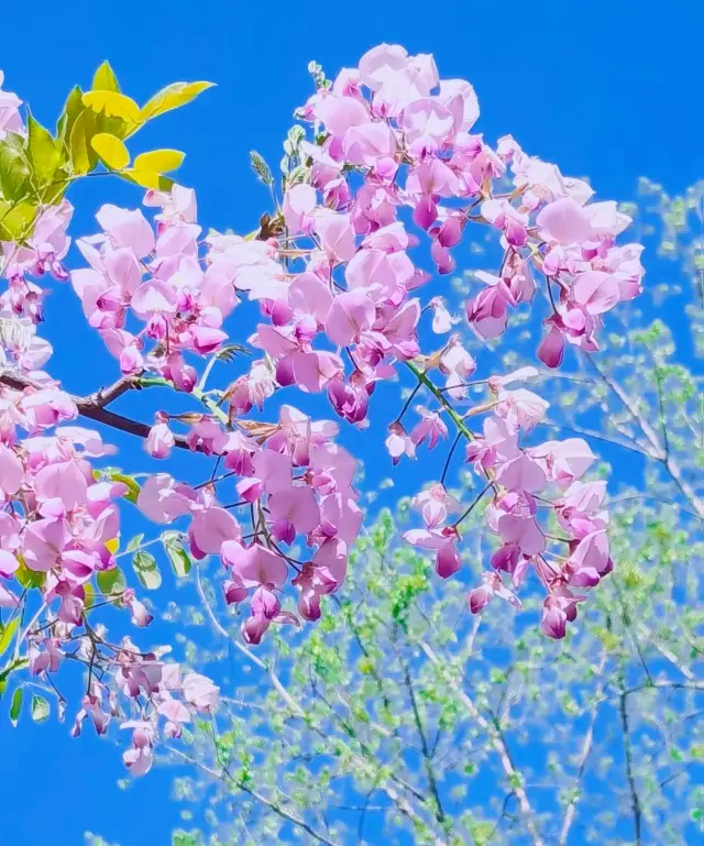 紫色の春～ここに来て三色の藤の花の滝を見てください！