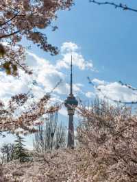 Spring Awakening in Yuyuantan