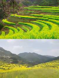 紹興覆卮山景區賞油菜花