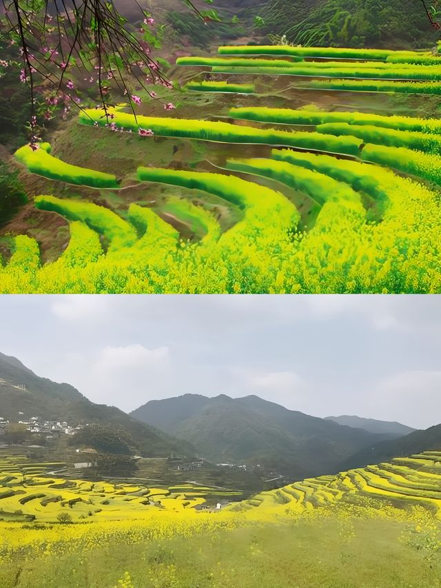 紹興覆卮山景區賞油菜花