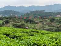 美麗的霞葛司下茶山夜市
