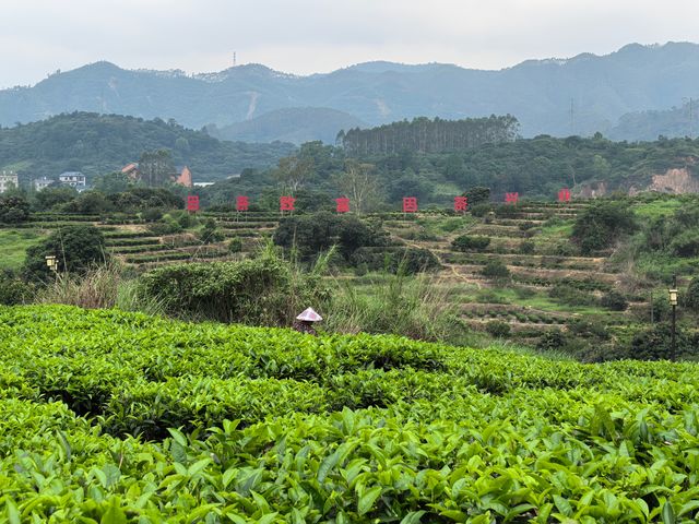 美麗的霞葛司下茶山夜市
