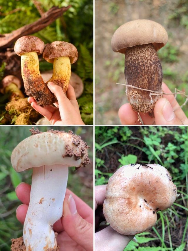昆明周邊個本地人才知道的撿菌寶藏地