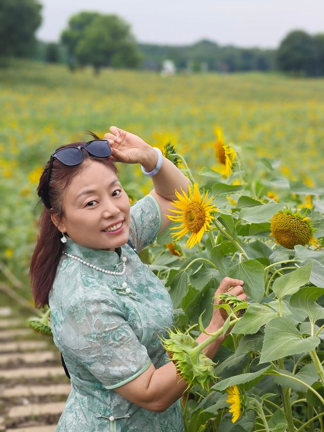 夏日醉美向日葵~蘇州灣體育公園
