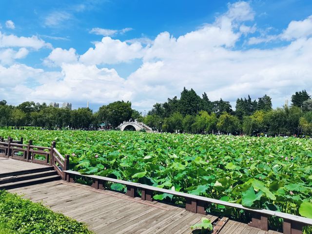 夏日荷塘盛景：賞一池荷花，享一份悠然心境