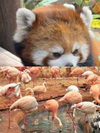 哈爾濱北方動物園，暑假溜娃好去處