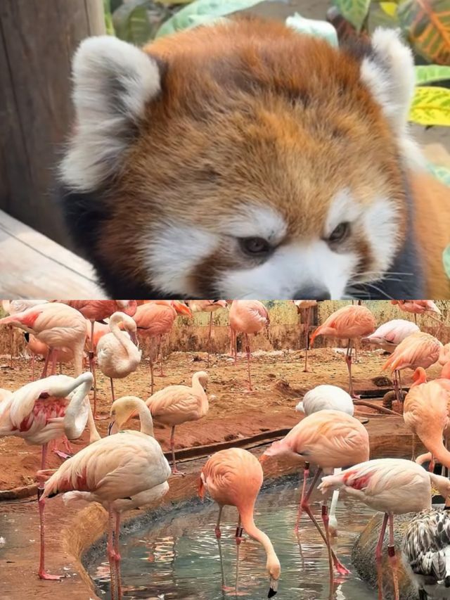 哈爾濱北方動物園，暑假溜娃好去處