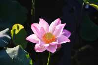 蓮花縣菏花博覽園