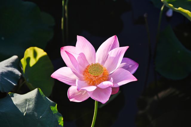 蓮花縣菏花博覽園