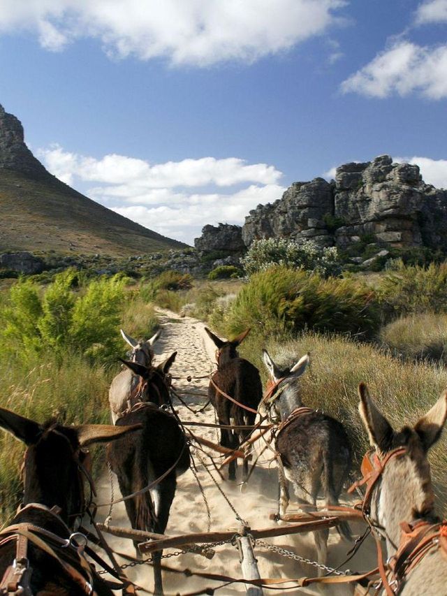 🌟 Cederberg's Cozy Retreats: Where Culture Meets Comfort 🛏️🍃
