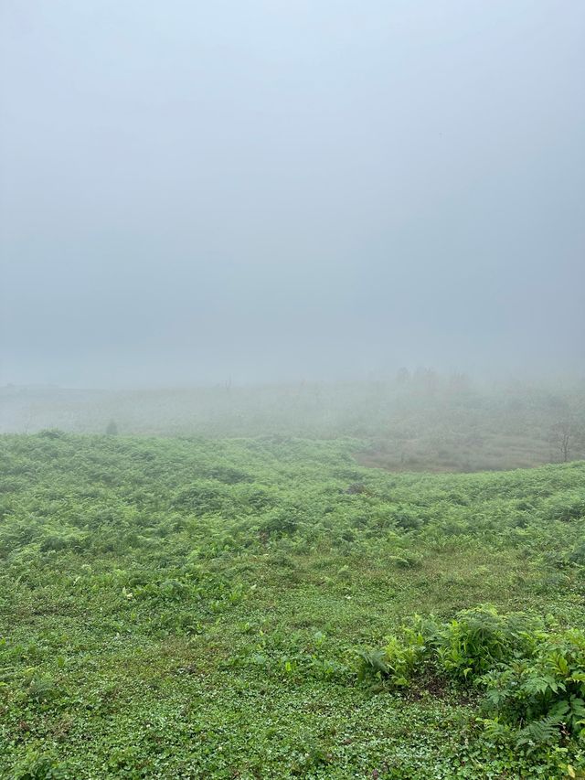 黑竹溝。