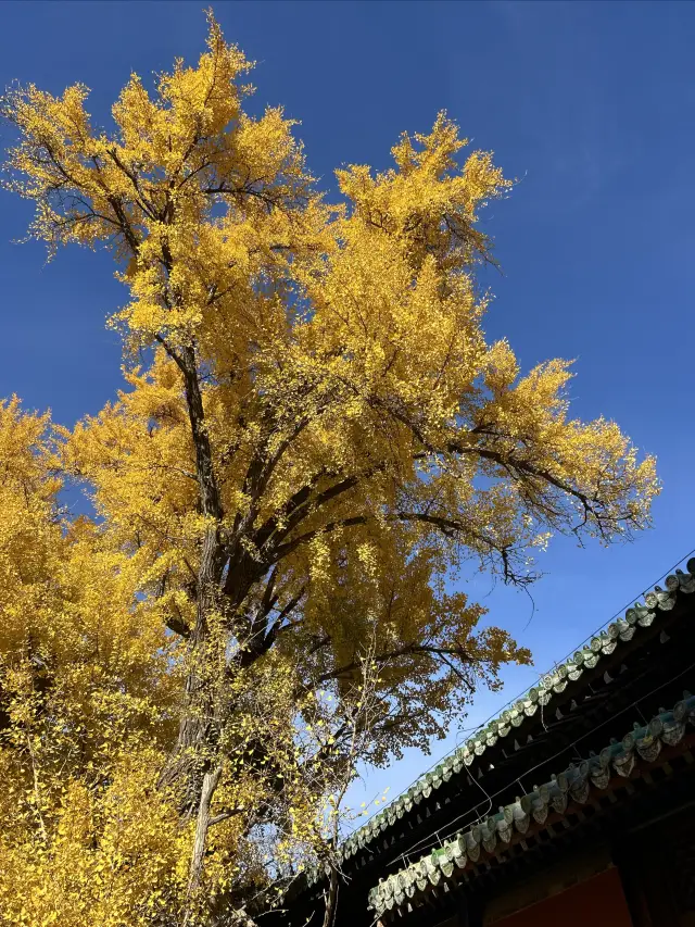 北京遊59：西山大覺寺千年銀杏。