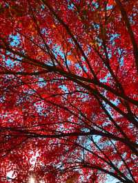 11月5日實況 紫竹院紅葉已全面登場。