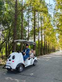 可以衝嘉北郊野公園的稻田（附保姆級攻略）。