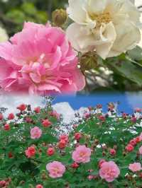 芙蓉城裡觀芙蓉。
