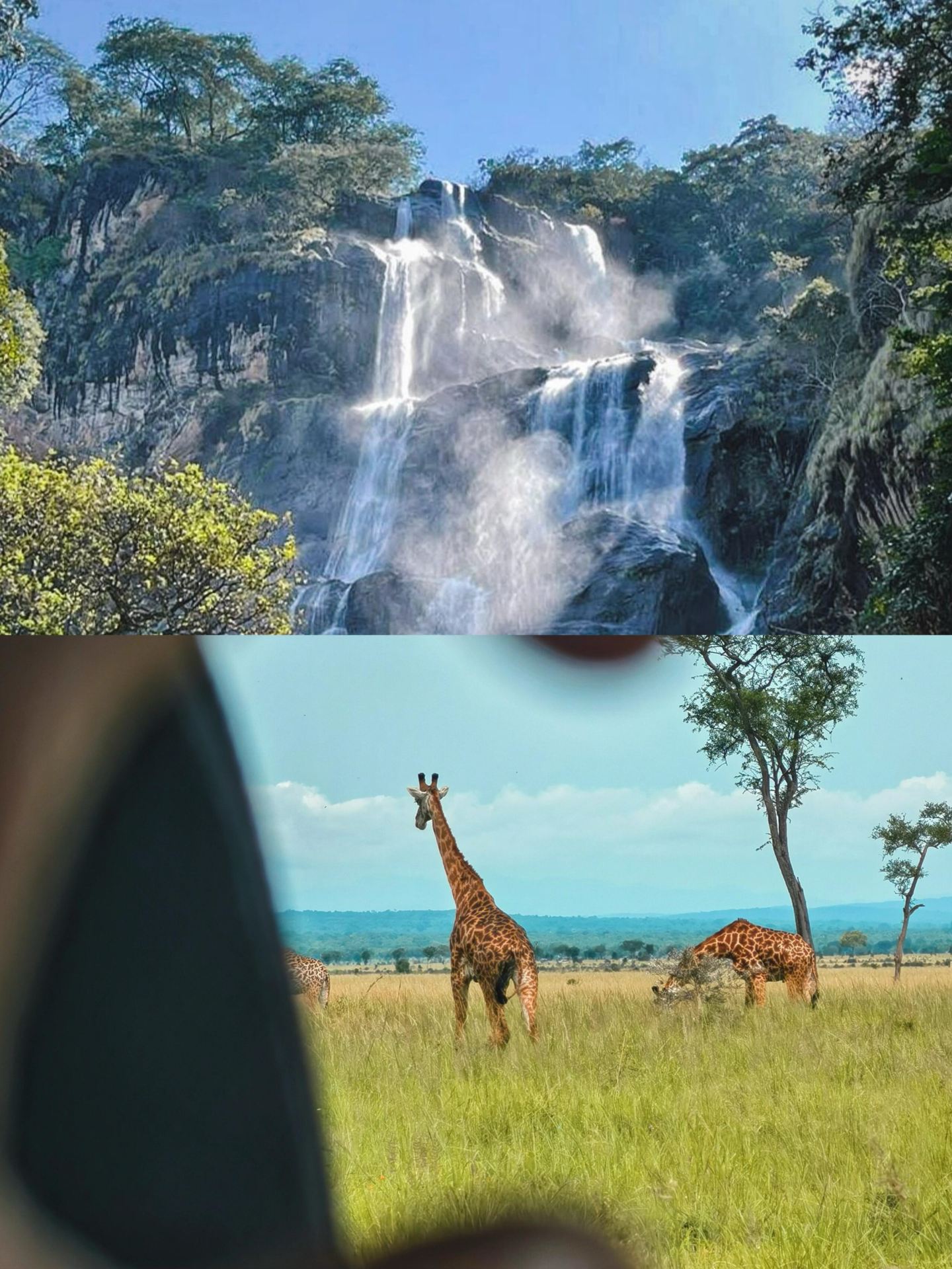 Arusha｜Thế giới động vật Tanzania.
