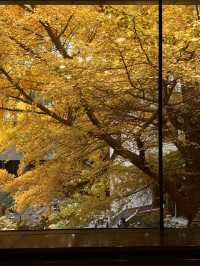 京都瑠璃光院替代景點｜免費欣賞北京最頂級銀杏。