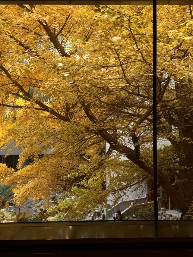 Kyoto Rurikoin Alternative | Free Viewing of Beijing's Best Ginkgo Trees.