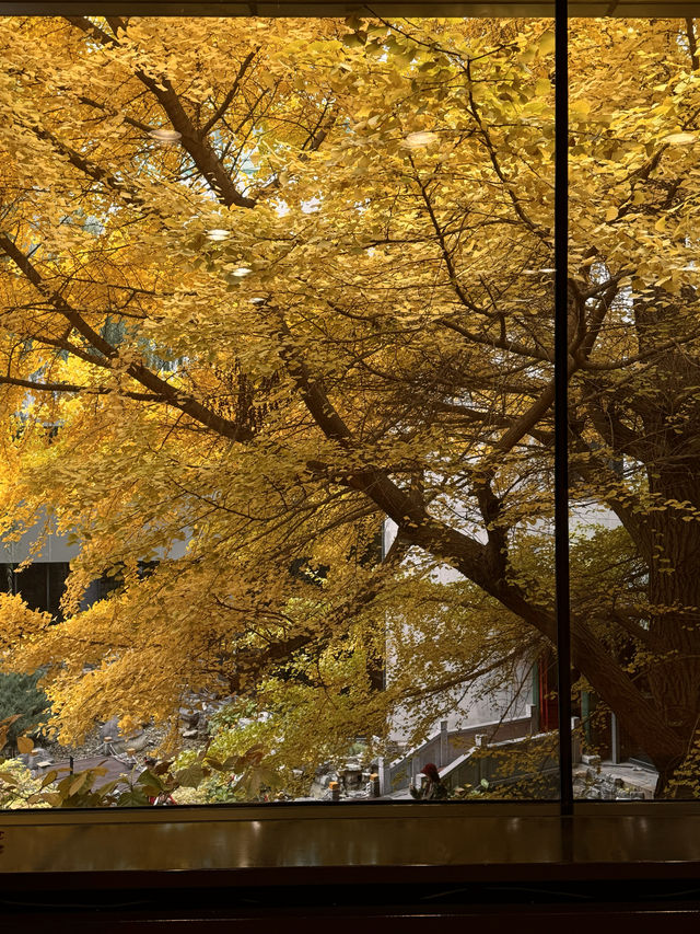 京都瑠璃光院替代景點｜免費欣賞北京最頂級銀杏。